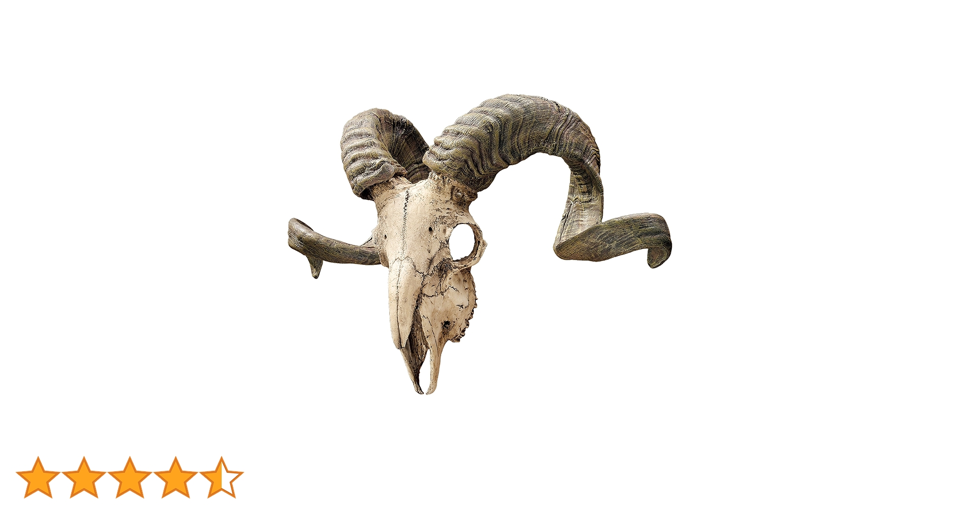 さ*く様 雄山羊のスカルオブジェ さ*く様 雄山羊のスカルオブジェ オブジェ スカル おしゃれ